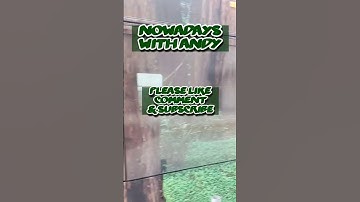 Walking in a redwood forest