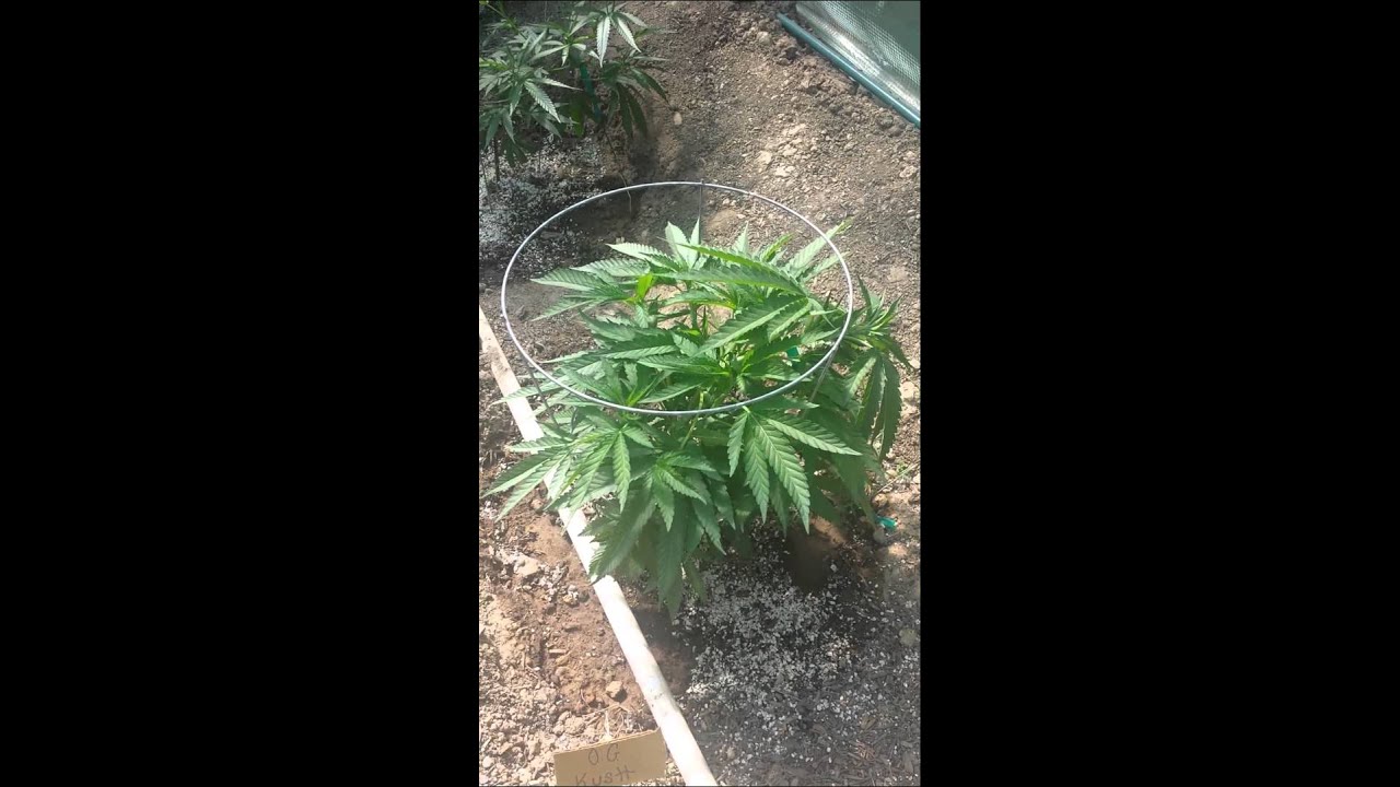 Cannibis greenhouse grow.  Low stress training