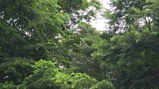 Squirrel Monkey Jumps Between Trees   Manuel Antonio