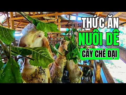 Video Cho Dê Ăn Cây Chè Đại | Feeding Goat With Trichanthera... - youtube