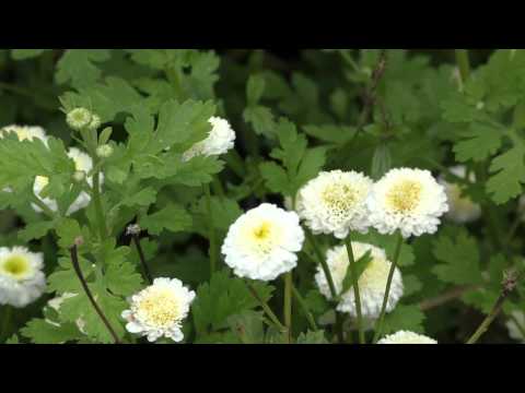 Video: Moederkruid Varifolia
