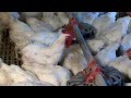 Chore-Time® Genesis® Breeder Feeder Hen-Only Adjustment