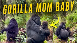 Gorilla Mom Holding Her Baby in Their Natural Habitat Filmed up Close