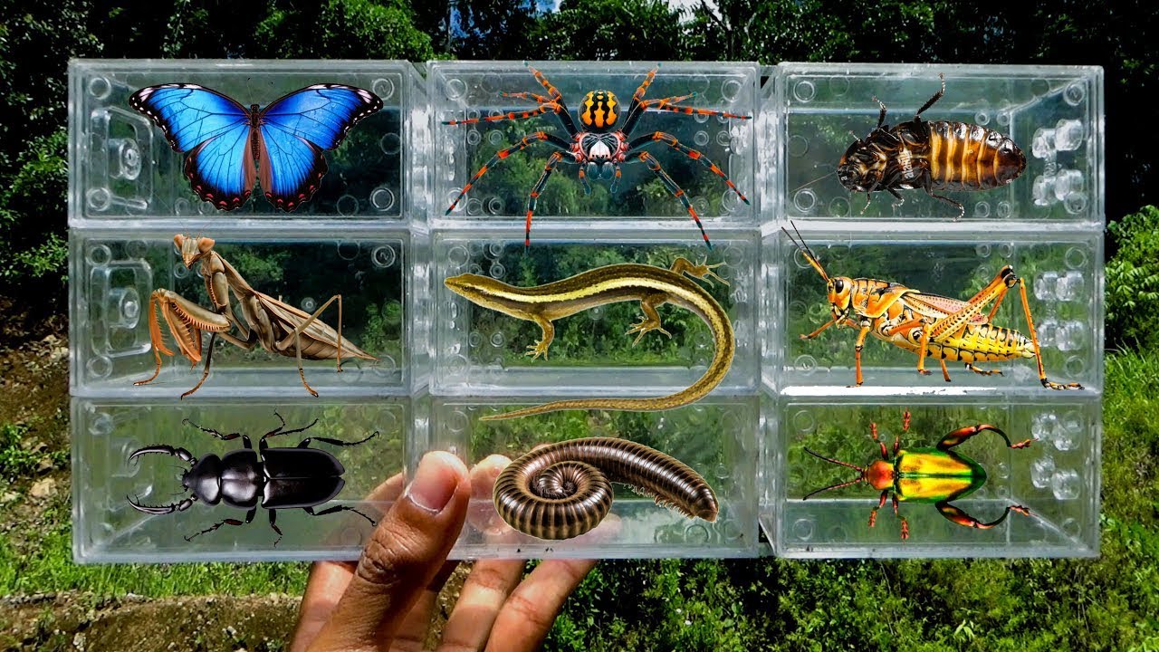 I searched for insects in the garden I got Butterfly, Spider, Praying Mantis, Beetle, Grasshopper