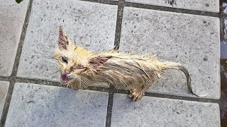 This emaciated stray cat, stained yellow with food grease, staggered due to hunger as it walked