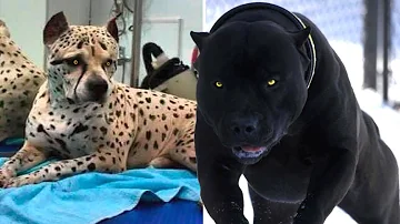 Como criar um cachorro de raça?