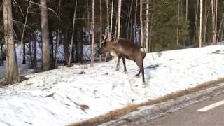 Reindeer in Northern Sweden