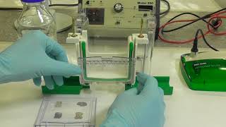 How to load and run an SDS-PAGE gel - Science@Waikato