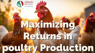 Maximizing Returns in Poultry Production  #poultry #farming #layer #newvideo #poultryfarming screenshot 2