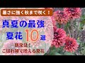 《植えっぱなしＯＫ！最強夏宿根草８種＋２種》新品種多めにご紹介！小型エキナセア／PW最新品種フロックス／こぼれ種で楽しめる夏花／育てやすさNO.1ペチュニア