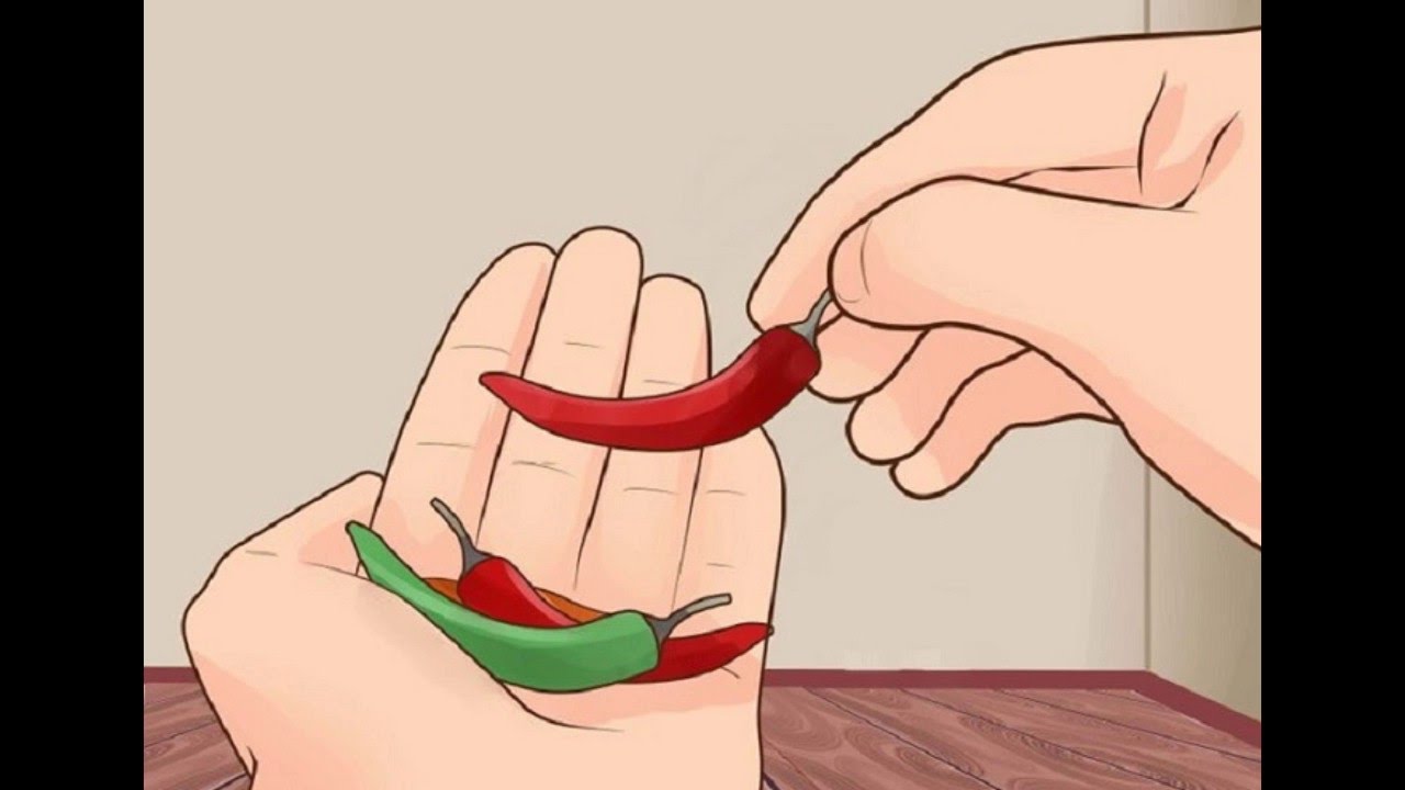 Как вырастить перец чили дома: натуральные специи у тебя на подоконнике!