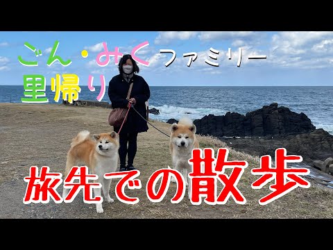 ごん・みくファミリー里帰り 旅先での散歩 秋田犬【ごん・みく チャンネル】