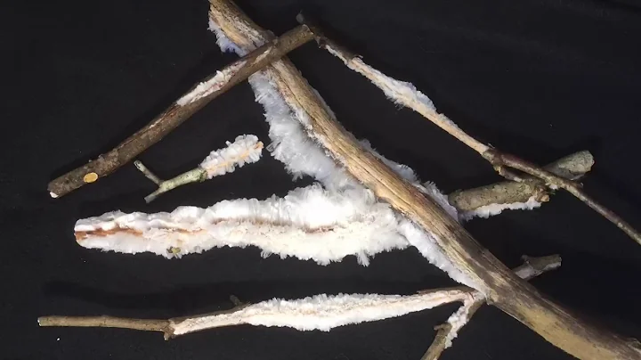 Hair ice - time lapse