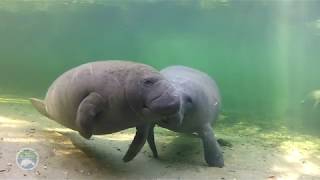 Central Florida Earth Day 2020 (Virtual) - Save the Manatees