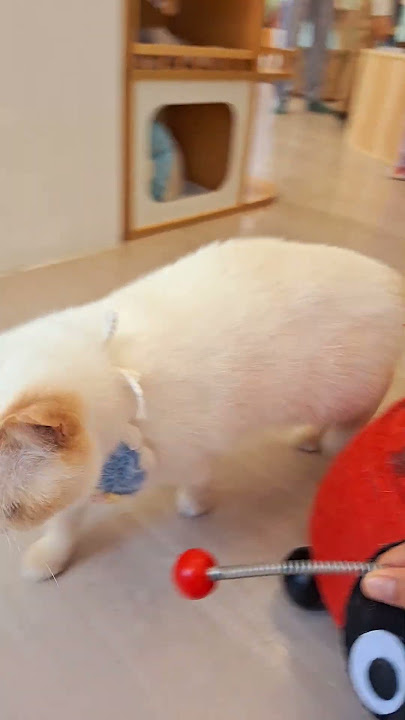si pesek putih berbulu #shortsfeed #siputih #sipesek #kucingputih #videoviral #videoshort