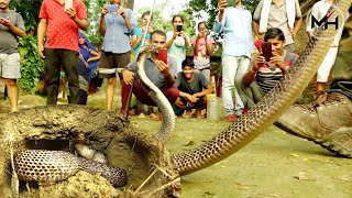 22 साल पुराना कोबरा सांप इस खंडहर में कोन से जीव को खाकर बैठा था, फिर क्या हुआ। 😱 Dangerous Rescue
