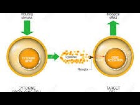 Vidéo: Régulation Négative De L'ostéoclastogenèse Et De La Résorption Osseuse Par Les Cytokines Et Les Répresseurs Transcriptionnels