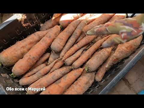 КАК ХРАНИТЬ МОРКОВЬ ЗИМОЙ ? СБОР УРОЖАЯ ЧТО ВЫРОСЛО?@obovsemsmarusya