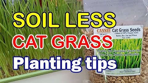 Easy Growing Cat Grass without Soil