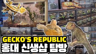 홍대 부근 신생 파충류 샵 게코스 리퍼블릭 방문기! 건물 전체가 파충류와 사람을 위한 공간입니다..!!