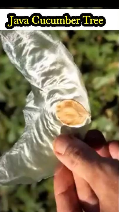 Java Cucumber Tree #plants #plant #plantsvszombies #plantsvszombies2 # ...
