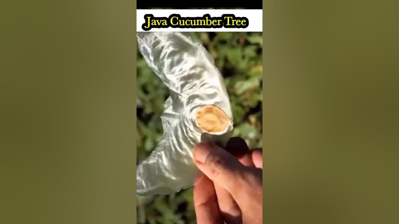 Java Cucumber Tree #plants #plant #plantsvszombies #plantsvszombies2 # ...
