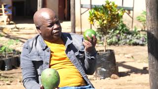The Seed Money: How Tree Nurseries Are Growing Fortunes and Nutrition