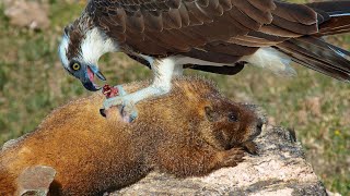 Eagle fly and hunt Marmots on the Alps