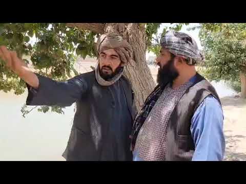   د پنځو منو شېدو غوا