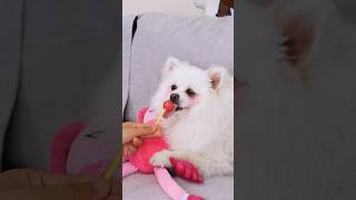 Special-flavored lollipops #nico #funny #smartnico #dog #cute