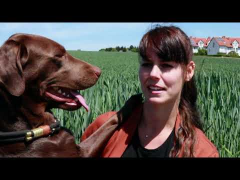 Video: Müssen Sie Einen Verhaltenstherapeuten Für Hunde Engagieren?