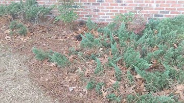 So, There Was This Cat Stuck Up a Tree