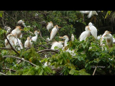 Urgente designación de humedal Matusagarti como sitio Ramsar dice periodista Ligia Arreaga