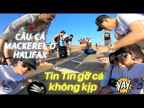 Video: Khu nghỉ dưỡng và Nhà nghỉ Câu cá Sang trọng ở Canada