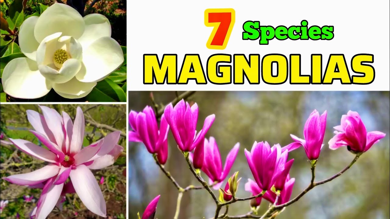 🔴7 MAGNOLIA species｜Best MAGNOLIA Varieties with Identification