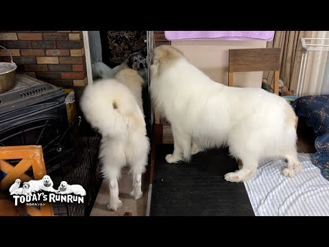 番犬に熱心なベルとあまり乗り気ではないアランとリリーです　Great Pyrenees　グレートピレニーズ