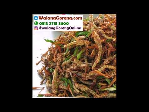 belalang-goreng-kirim-ke-lambangan-wonoayu-sidoarjo-081327153600