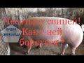 Чесотка у свиней. Как с ней бороться!