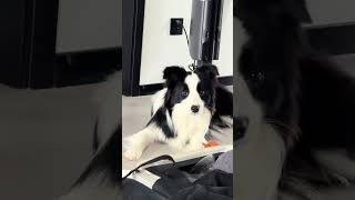 Unveiling the Magic of Puppy Parenthood Douyin Play Partner Program