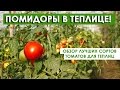 Помидоры для теплиц ! Обзор лучших сортов томатов!