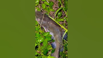 ikan baung sungai brantas kediri🎣🐋 #fishing #mancing #fy #mancingmania #fish #fyp #mamcingliar