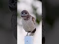 #birds #ullu #viral