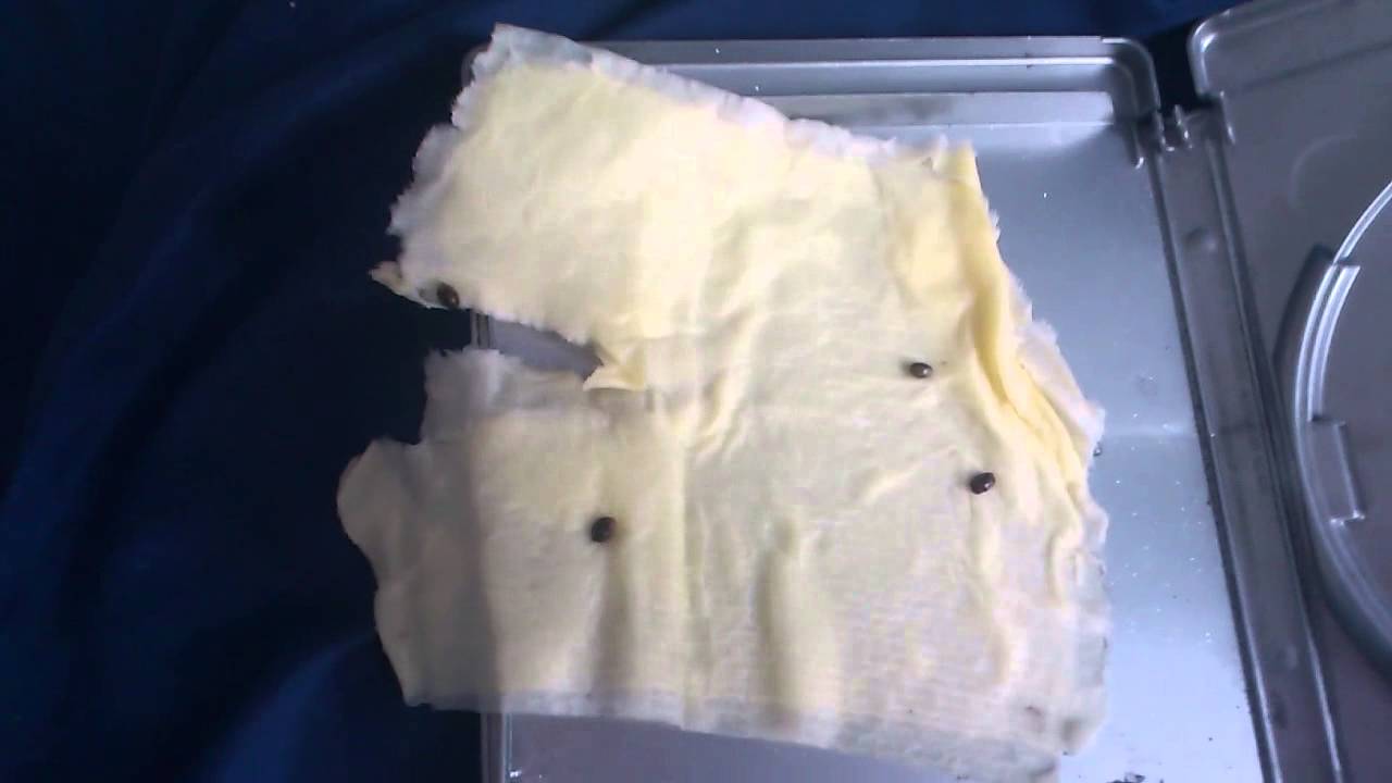 cannabis seeds won t germinate paper towel way youtube how to germinate flower seeds paper towel