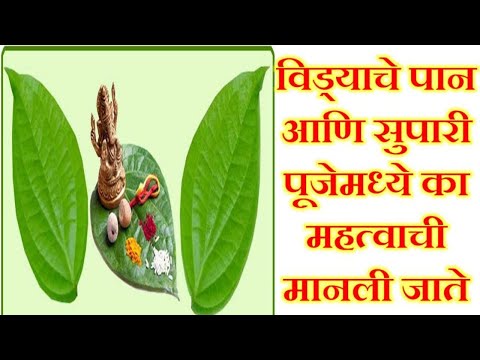 विड्याचे पान आणि सुपारीचे पूजेमध्ये महत्व | Betel leaf in Puja | Vidyache Pan aani Supari | Navratri