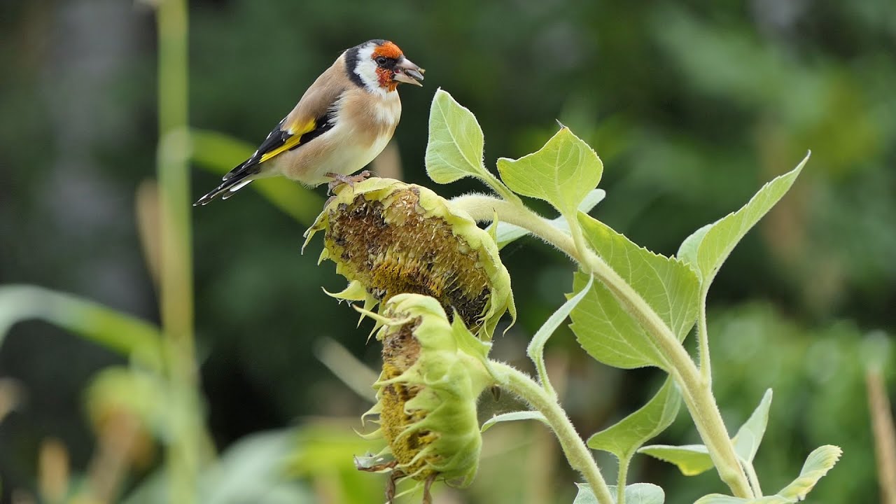 Szczygły na słonecznikach. Goldfinches on sunflowers.