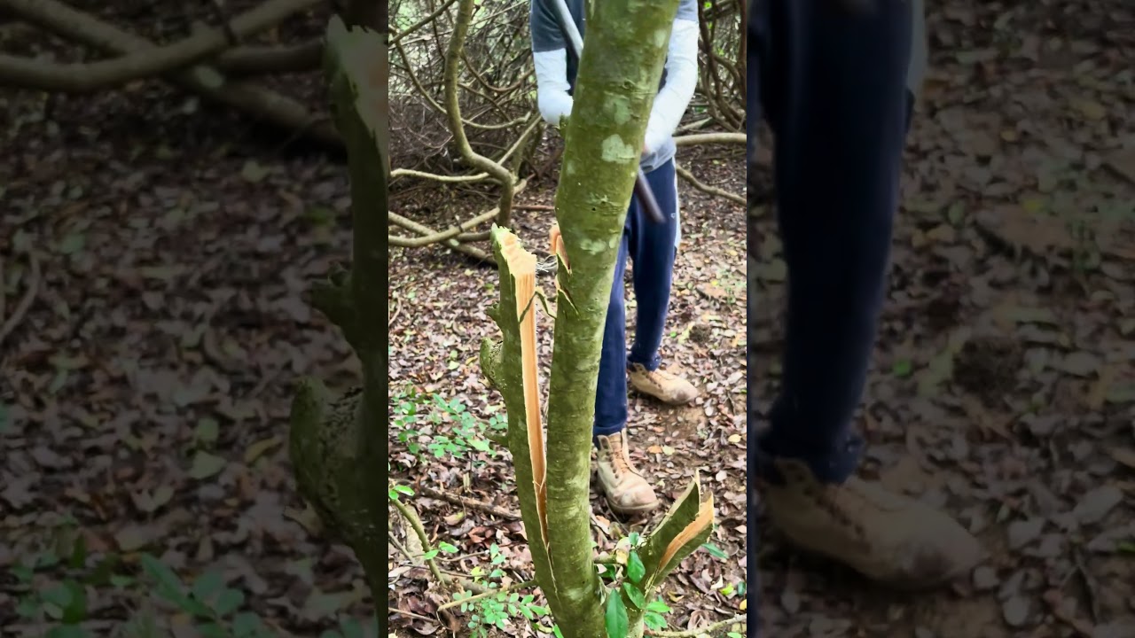Perfect Wedge Cut for Safe Tree Felling 