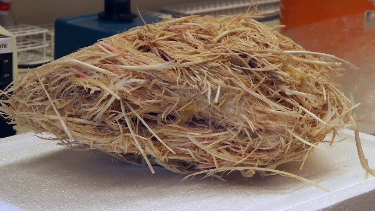 Wasted bird feathers turned into food YouTube