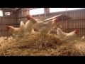 Price of Eggs - How to save male chicks | Made in Germany