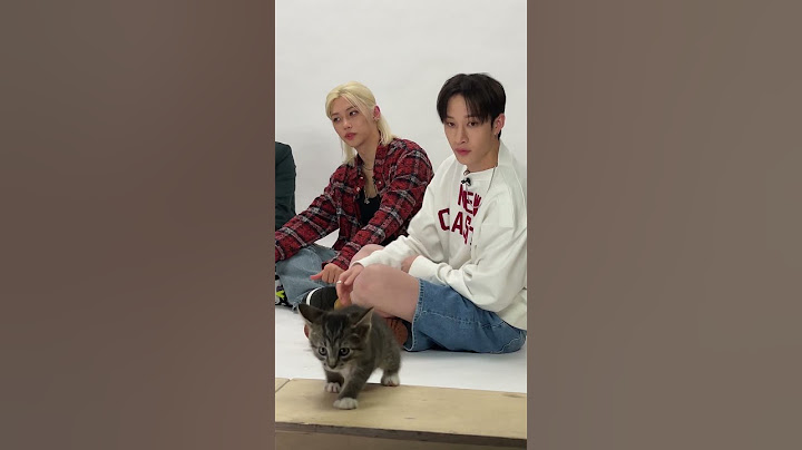 No thoughts just Felix and Bang Chan playing with kittens 🥹 #straykids