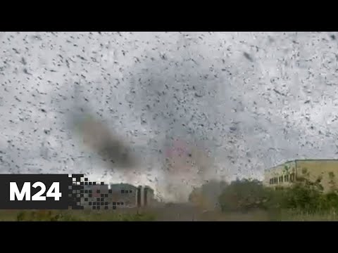 На Камчатке «смерчи» из миллионов комаров закрыли солнце - Москва 24